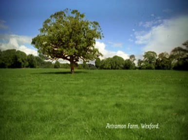 Wexford Cheese